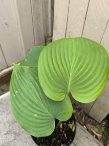 garden plants