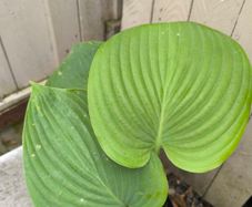 garden plants