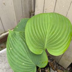 garden plants