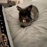 lionhead dwarf bunny Image 2