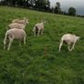 Easy Care ewe hoggets Image 3