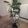 plant and pot Image 3