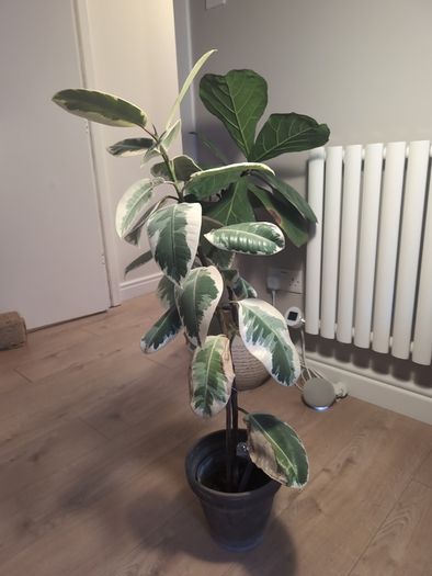 plant and pot