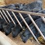 15 Aberdeen Angus Weanling Bulls Image 2