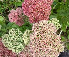 FREE Sedum 'Autumn Joy' - full stems, not tiny cuttings