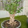 Pre Bonsai Image 3