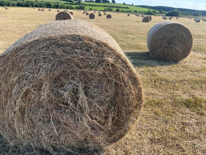 Hay