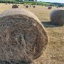 Hay Image 2