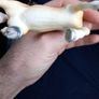 Schleich Palomino Trakehner Mare Exclusive Horse Collectible Standing Horse Image 3