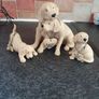 Dog ornaments Image 2