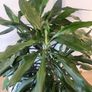 Dracaena Janet Lind planter Image 2