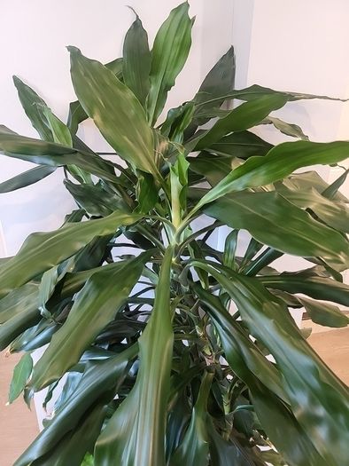 Dracaena Janet Lind planter