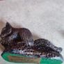 Dutt & Panter Arts Beaver Vintage Barnstaple Image 3