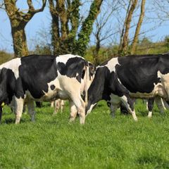 Reduction Sale 90 Dairy Bandon Mart Thur 23rd Apr