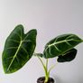 Alocasia Green Velvet Plant Image 3