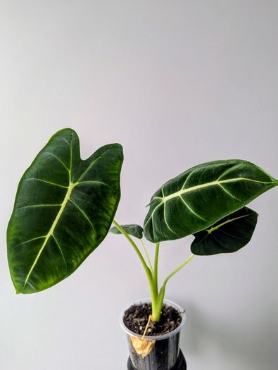 Alocasia Green Velvet Plant