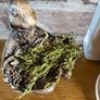 New bespoke 15cm high Jeeves the hare butler with tray and dried moss Image 9