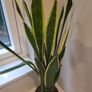 Sansevieria Laurentii Image 2