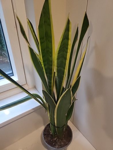 Sansevieria Laurentii