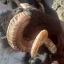 Mayo Mountain Rams Image 3