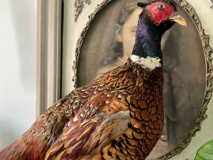 Taxidermy of a ringneck Pheasant