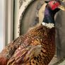 Taxidermy of a ringneck Pheasant Image 2