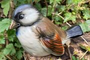 Vintage Goebel Sparrow Bird Figurine