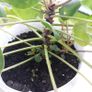 Chinese Money Plant - Pilea peperomioides Image 7