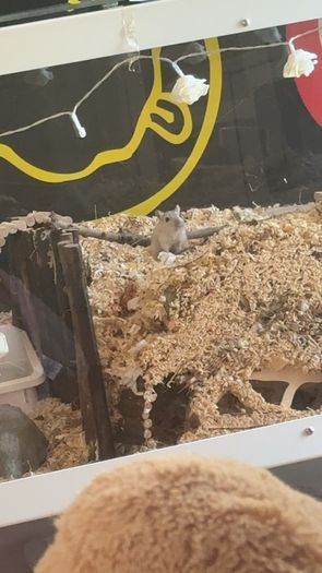Female Gerbils for adoption