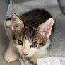 2 11 week old kittens Image 3