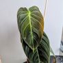 Philodendron Melano Plant Image 2