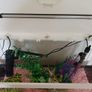 Fish Tank Image 2