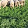 Quality Charolais and Texel hogget rams Image 6