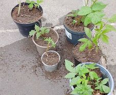 raspberry plants