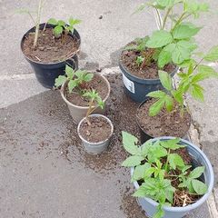 raspberry plants