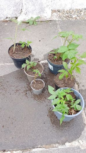 raspberry plants