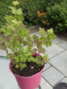 Gooseberry