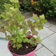 Gooseberry