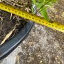 Bamboo - Phyllostachys Bissetii Image 4