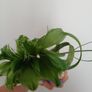 New Fascinator Hat Image 5