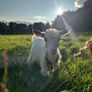 Pygmy goat Image 2