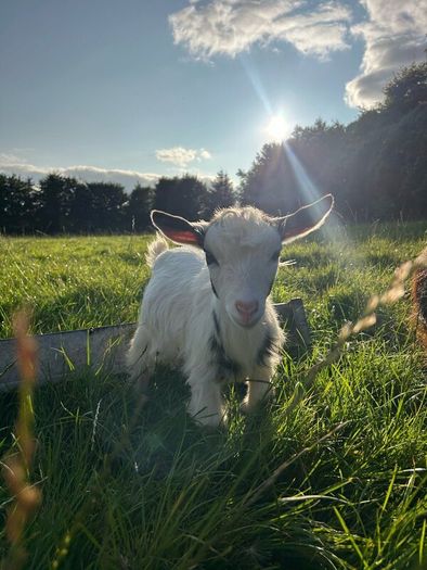 Pygmy goat