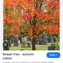 Rowan tree Image 4