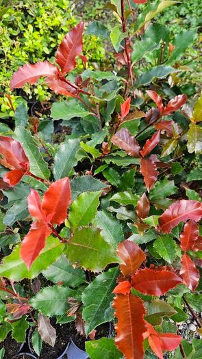 Fuchsia Plants 2euros