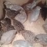 Coturnix Quail wide variety of Colours Image 4
