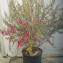 Leptospermum Image 3