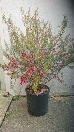 Leptospermum