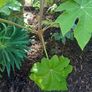 Tetrapanax rex Image 2