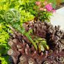 4ft dicksonia Antarctica tree fern Image 4