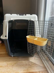 dog airline crate